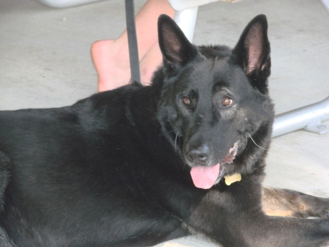 Halloween - 2010 049.JPG